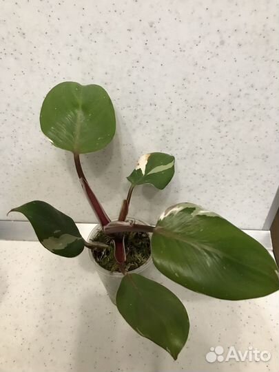 Филодендроны