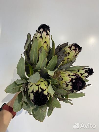 Букет из протеи