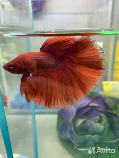 Сиамский петушок