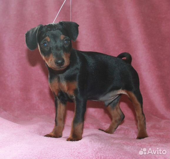 Мальчик карликового пинчера