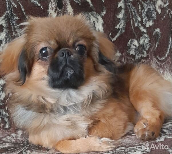 Вязка собак