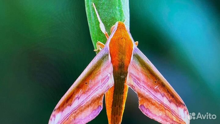 Монитор 75 гц 24 дюйма