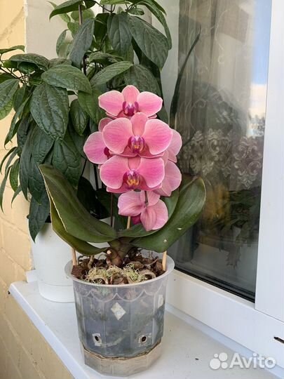 Орхидея Нарбонна