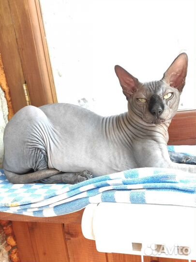 Канадский сфинкс вязка