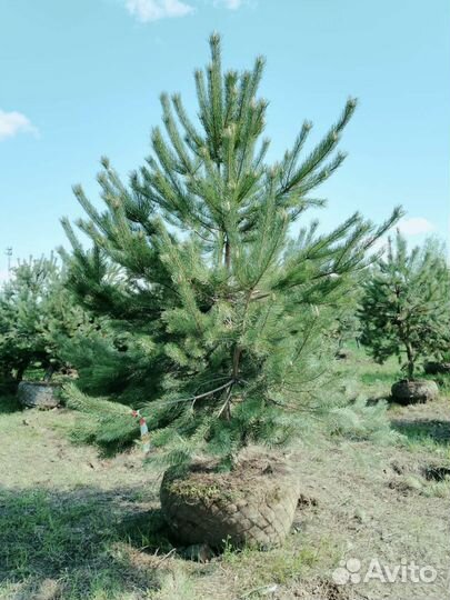 Норвежская сосна