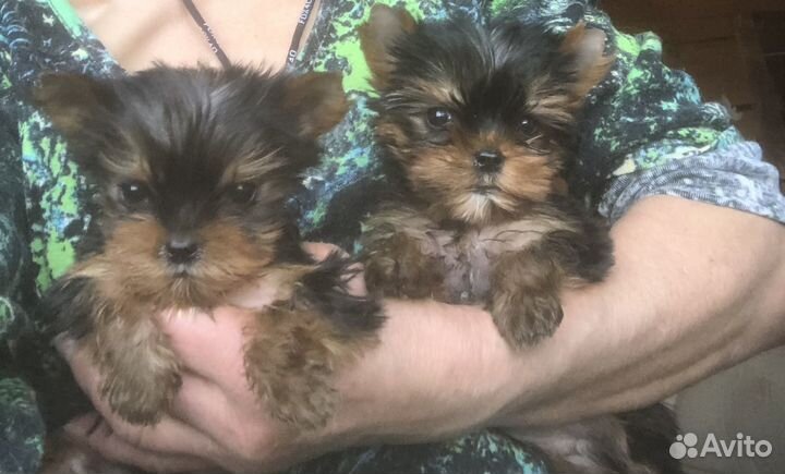 Йоркширский терьер мини