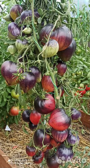 Семена коллекционных сортов томатов