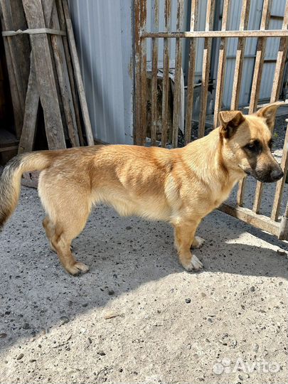 Коротколапик Рада