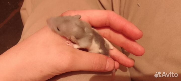 Крыса декоративная