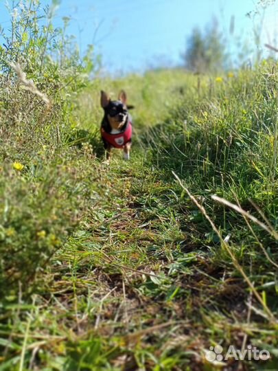 Вязка чихуахуа девочка