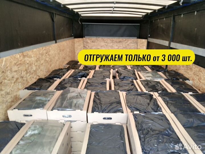 Сеянцы ели окс от производителя