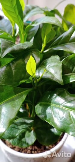 Кофе Арабика растение