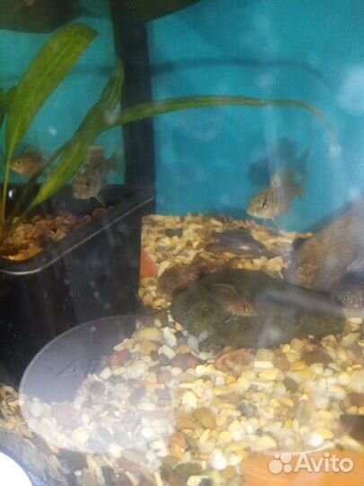 Рыбки аулонокары