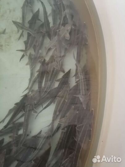 Царская рыба