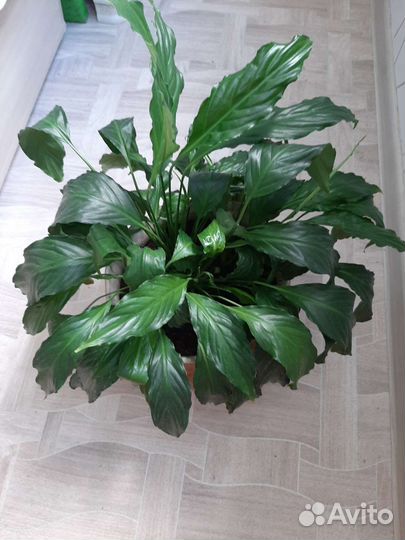 Спатифиллум