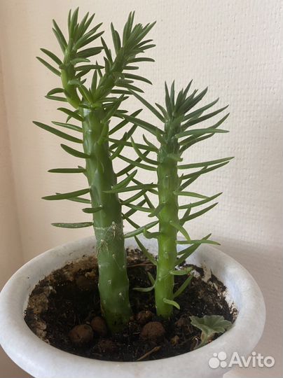 Аустроцилиндропунция