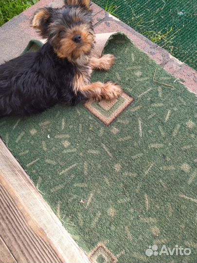 Йоркширский терьер щенки девочки