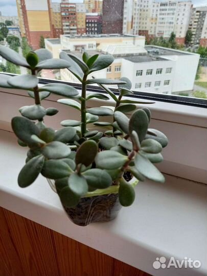 Денежное дерево (толстянка)