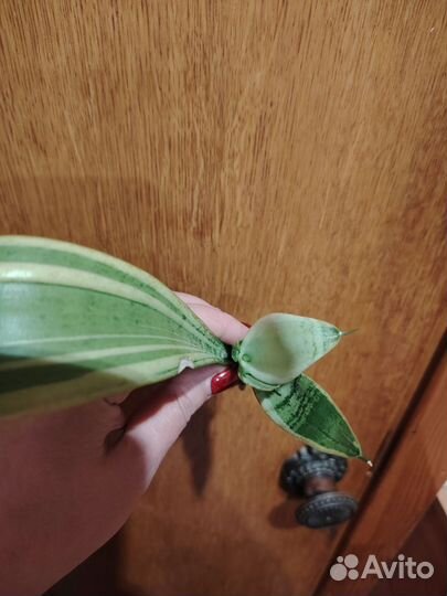 Сансевьерия Snow White