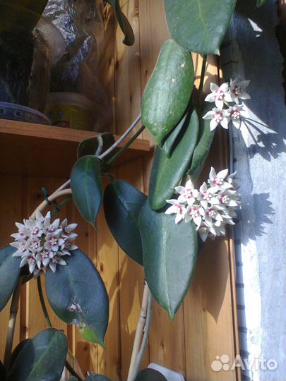 Растение хойя