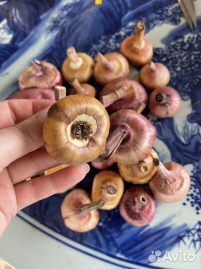 Луковицы гладиолусов микс