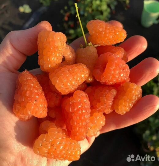 Саженцы ремонтантной малины