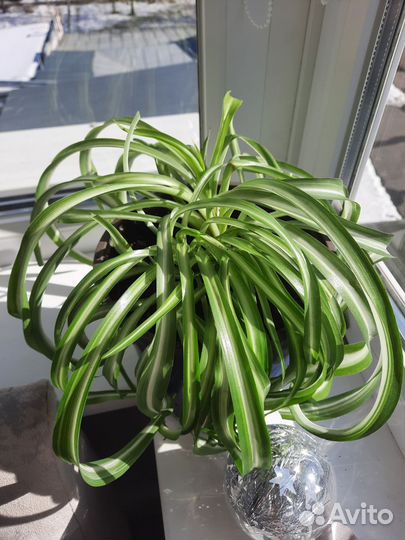 Хлорофитум бонни кучерявый