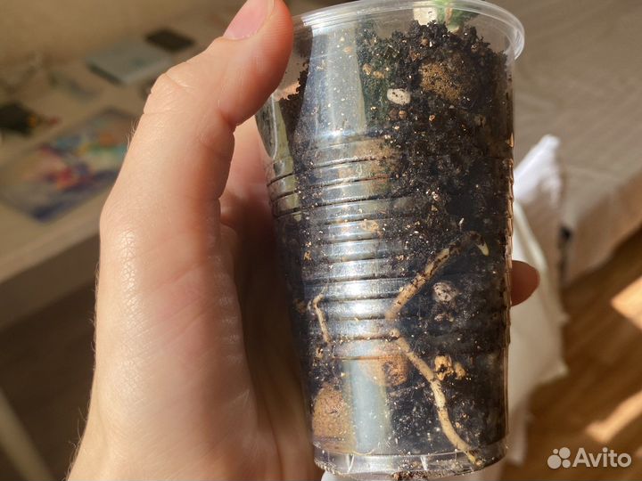 Монстера вариегатная альба черенки