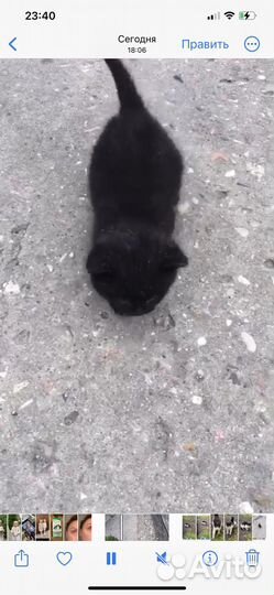 Котята отдам бесплатно