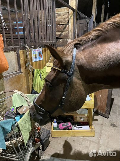 Сайдпул для лошади