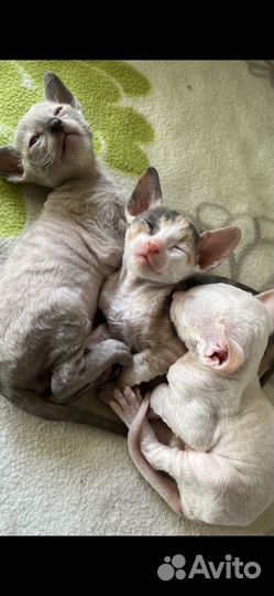 Кошка корниш рекс