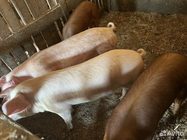 Подросшие Поросята ландрас дюрок