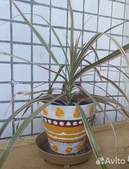 Пальма драцена