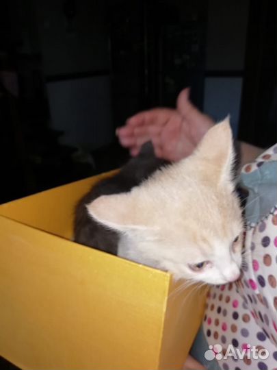 Отдам В хорошие руки котят