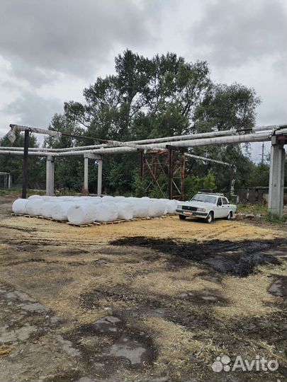 Пивная дробина ферментированная(консервированная)