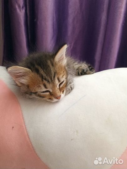 Котенок мальчик 1,5 мес