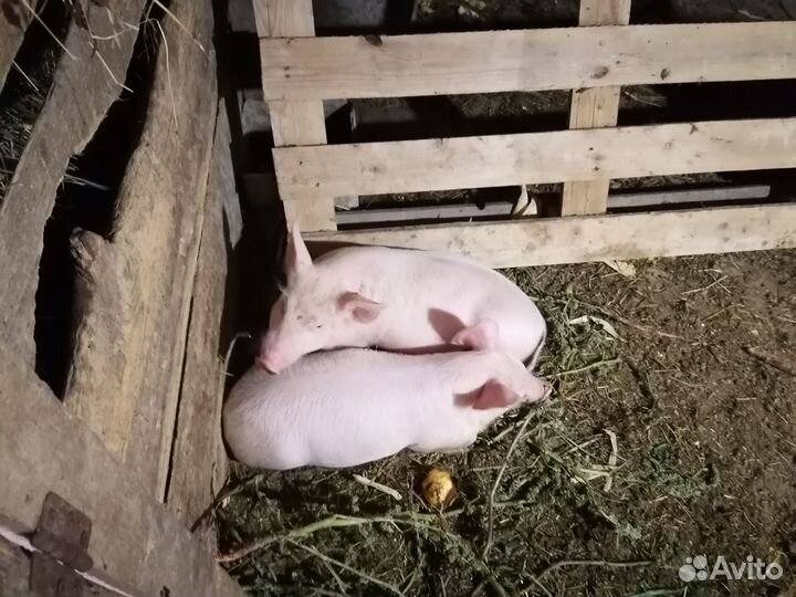 Поросята ландрас