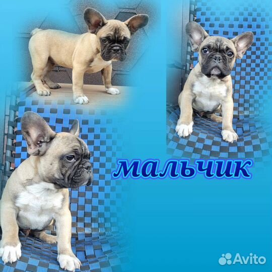 Французский бульдог