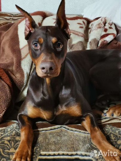 Доберман(вязка )