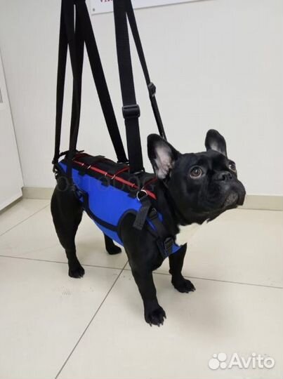 Корсет на собаку