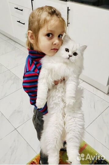 Котик для вязки порода серебристая шиншилла