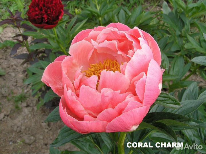 Голландские корни пионов урожай 2023г