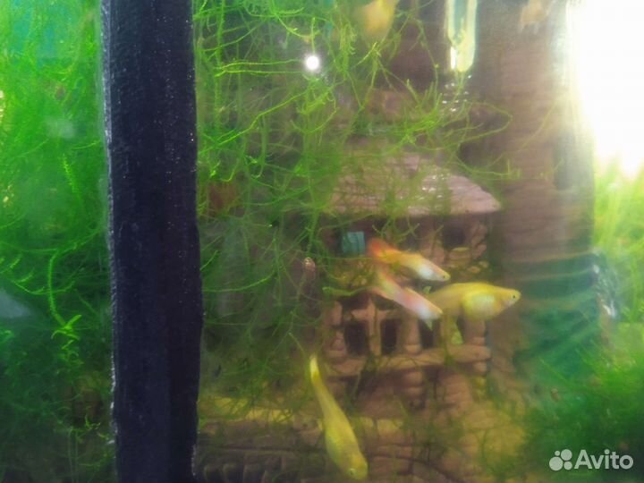 Рыбки гуппи и пицилии