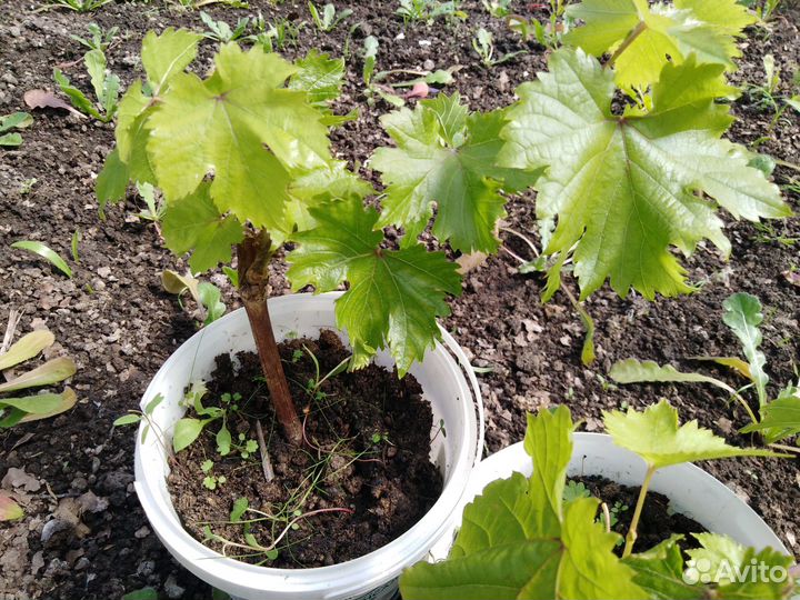 Саженцы винограда