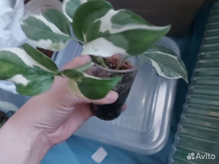 Эпипремнум энджой