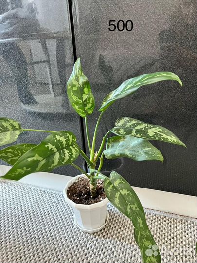 Комнатные растения