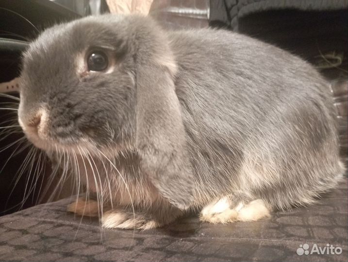 Декоративные кролики