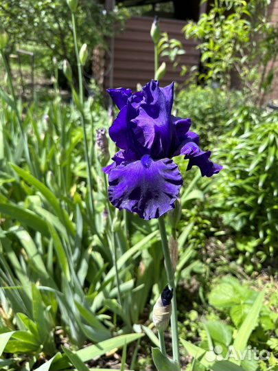 Ирис