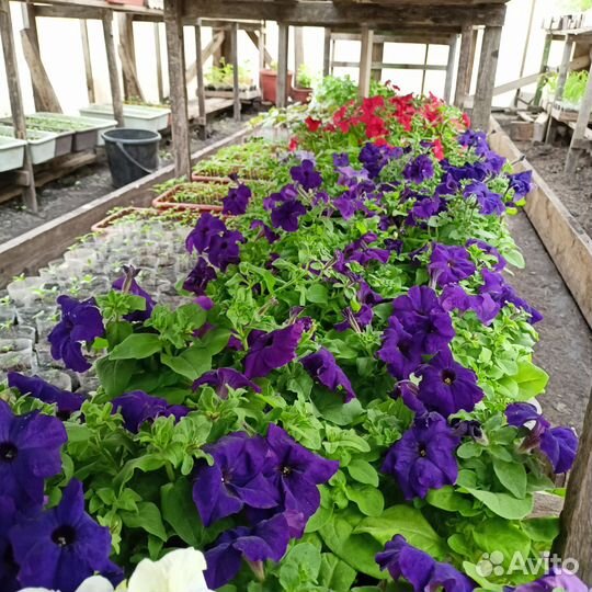 Ампельная петуния кустовая