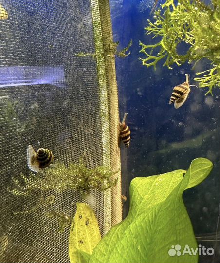Анцитрус вуалевый, хелены,гуппи